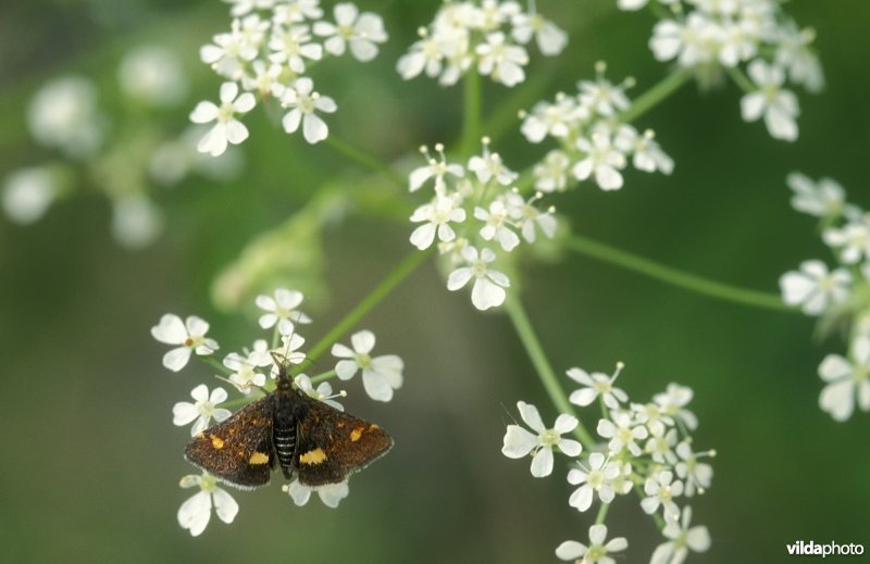 Motje op fluitekruid