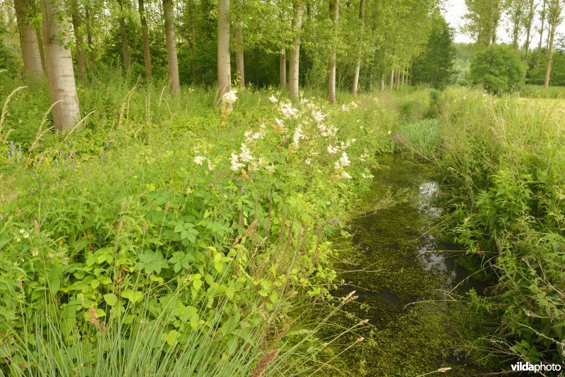 Zwijn polder