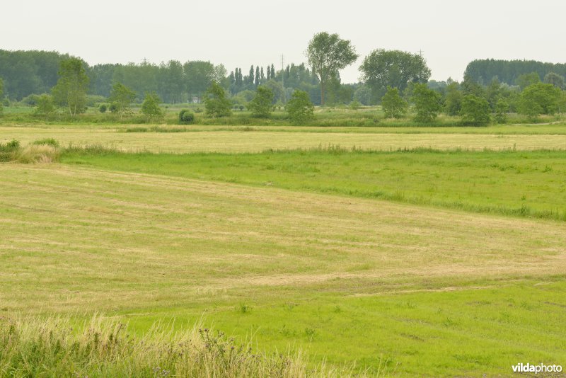 Groot Broek