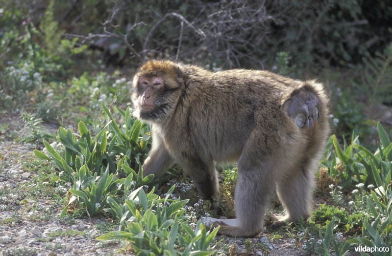 Groot mannetje makaak