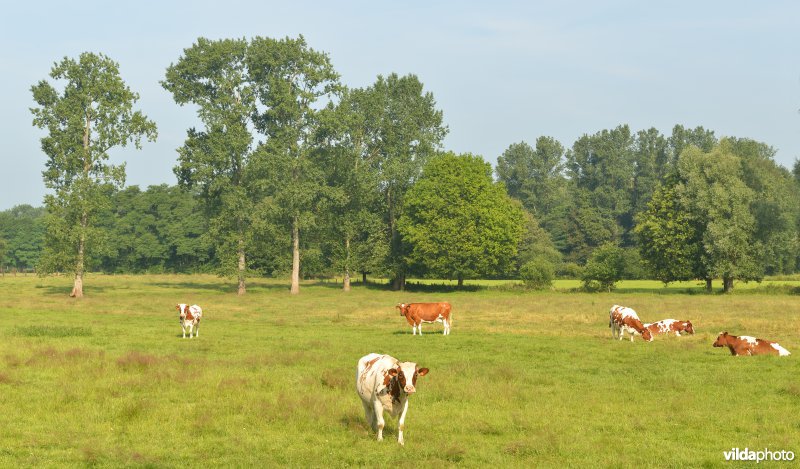 Graslanden langs de Grote Nete
