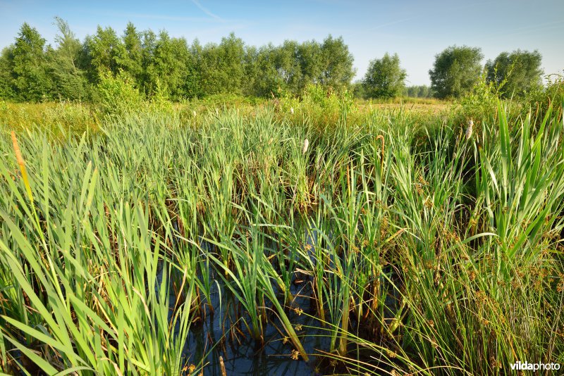 Poel langs de Grote Nete