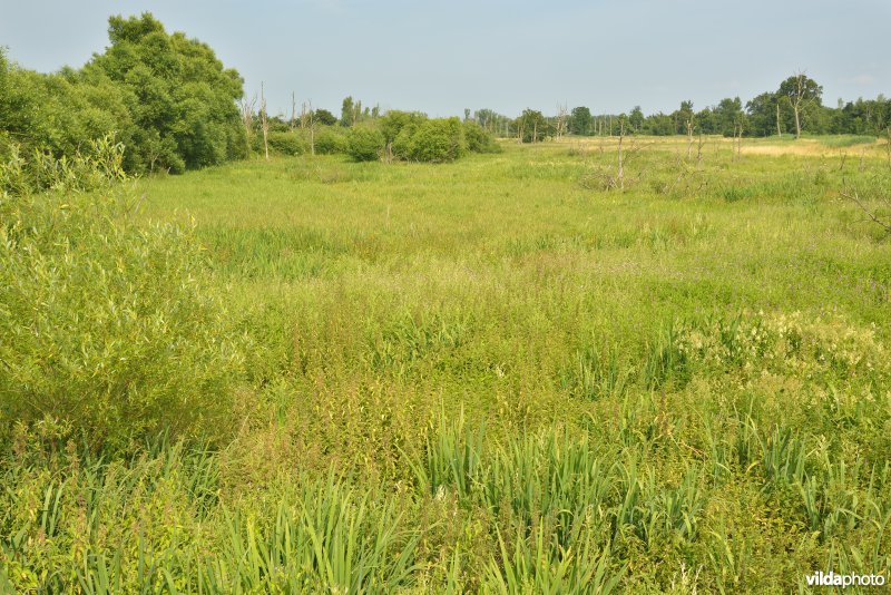 Natuurreservaat Zammelsbroek