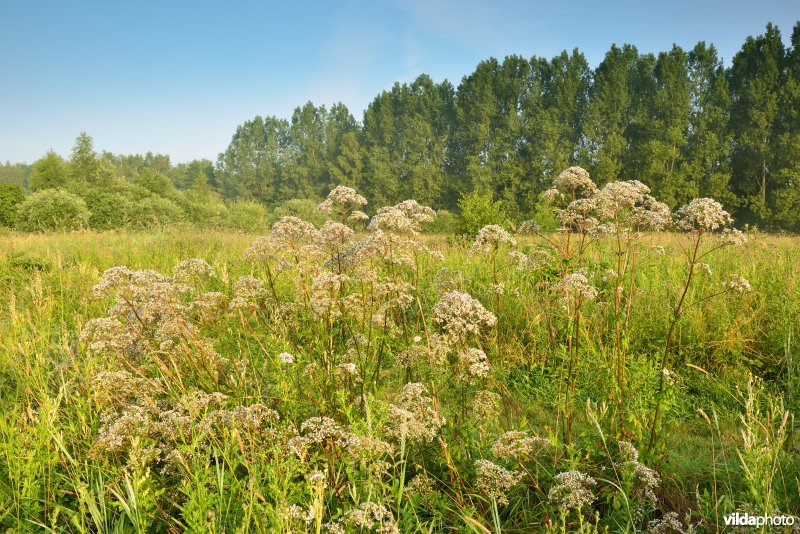 Moerbeemden