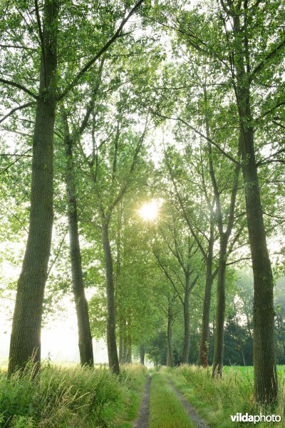 Schouselbroek