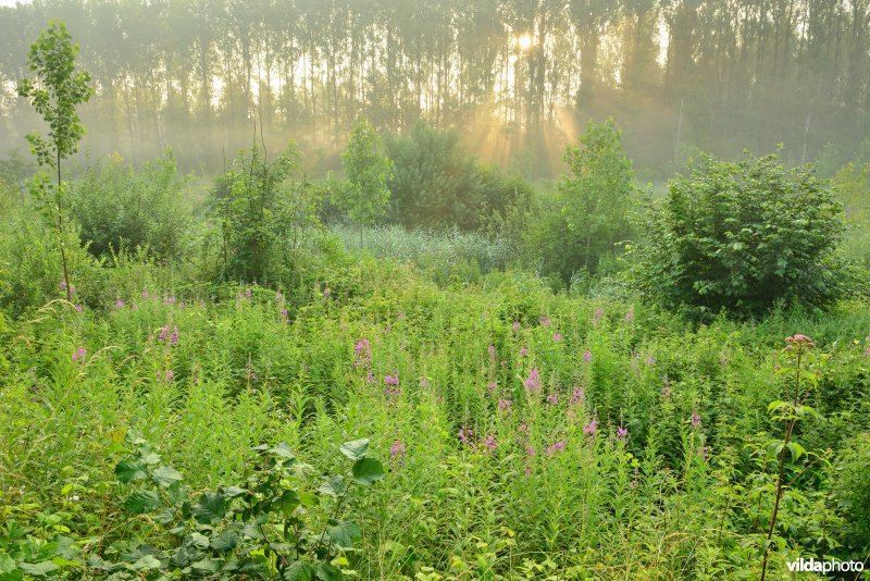 Schellandpolder