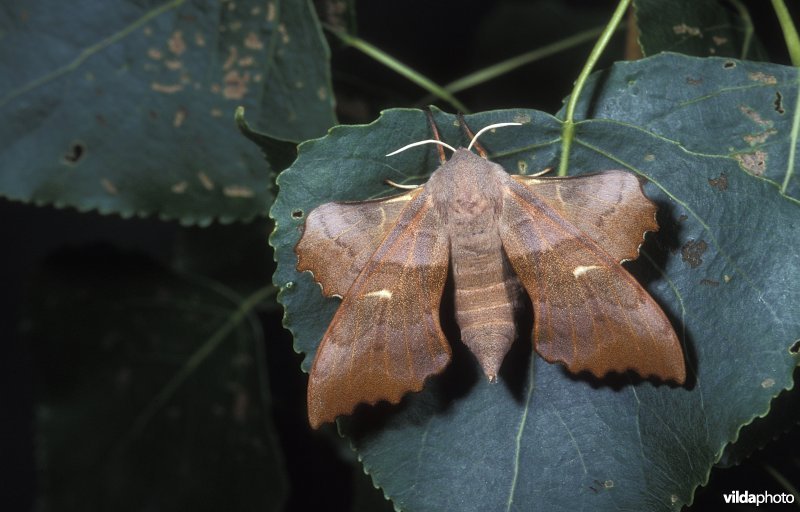 Populierenpijlstaart