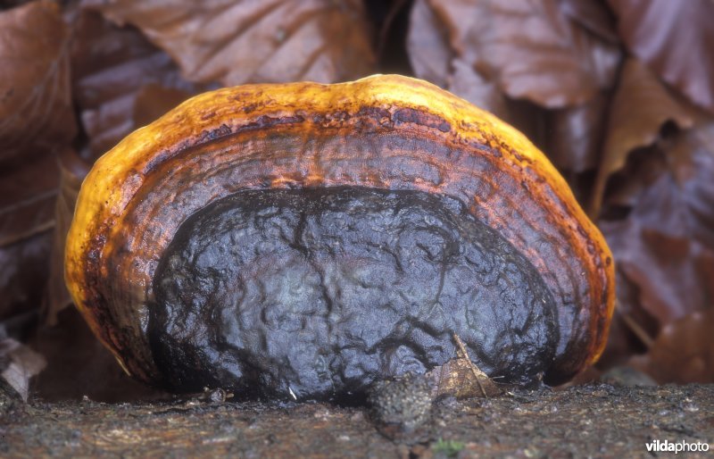 Roodgerande houtzwam