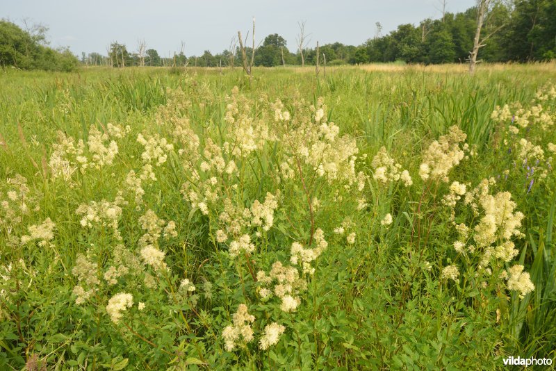 Natuurreservaat Zammelsbroek