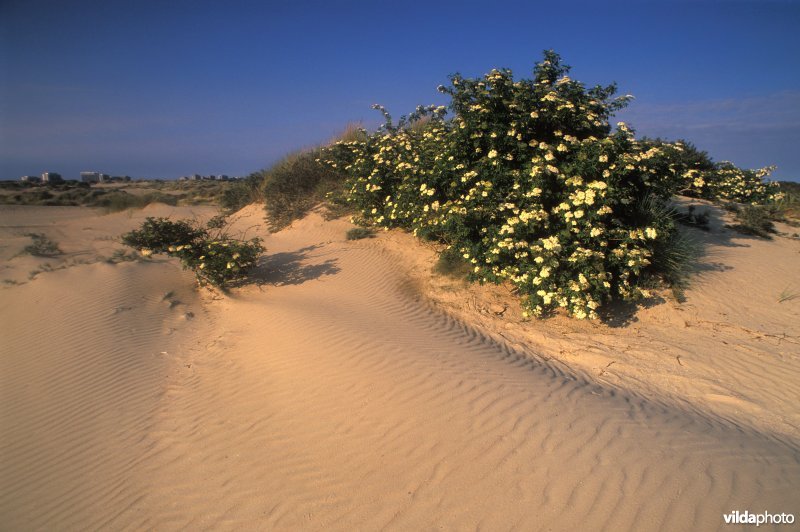 Vlieren in De Westhoekse duinen
