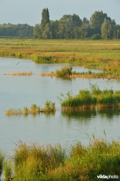 Drijdijck
