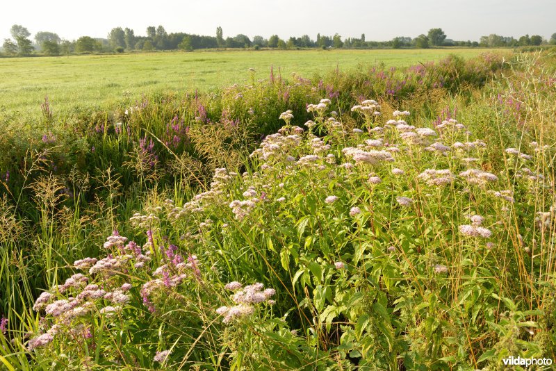 Weijmeerbroek