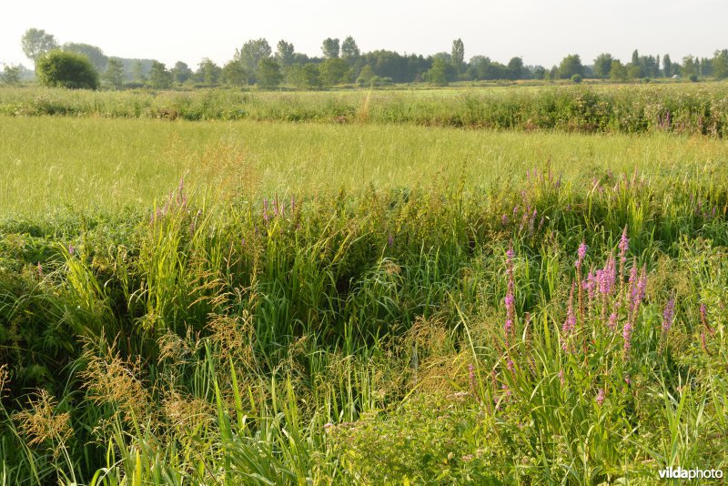 Weijmeerbroek