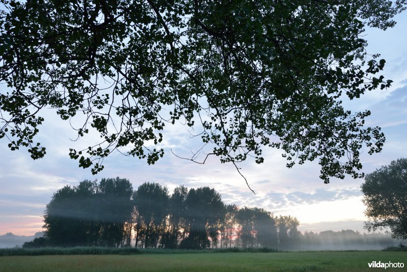 Bulbierbroek