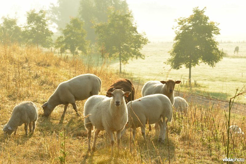 Dijkbegrazing door schapen