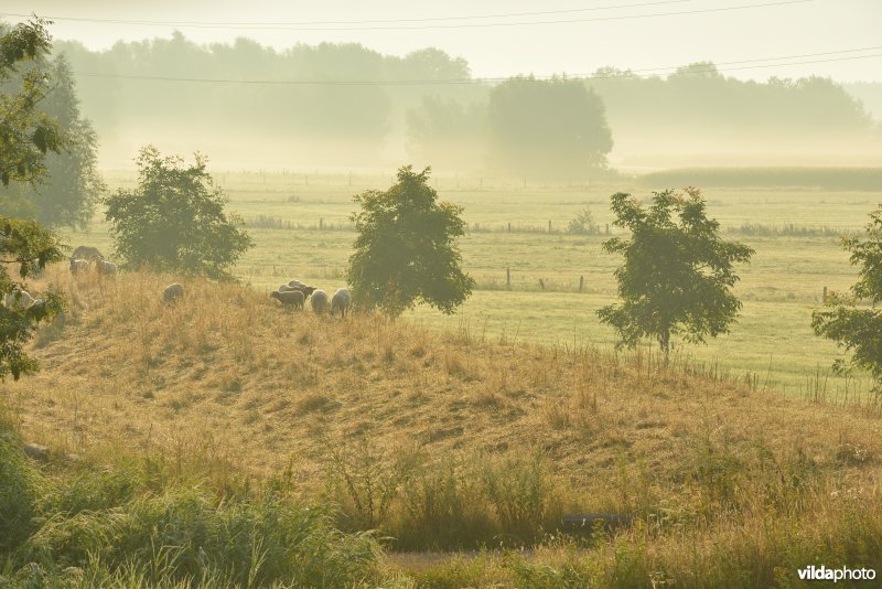 Weijmeerbroek