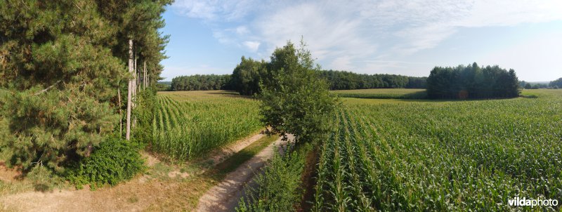 Akkers tussen de bossen