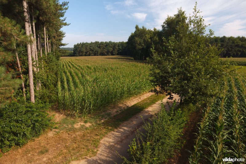 Akkers tussen de bossen