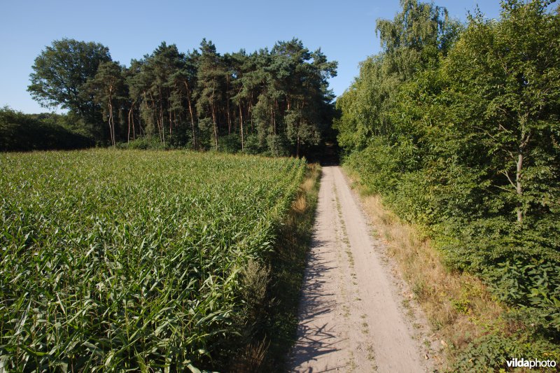 Akker in de kempen