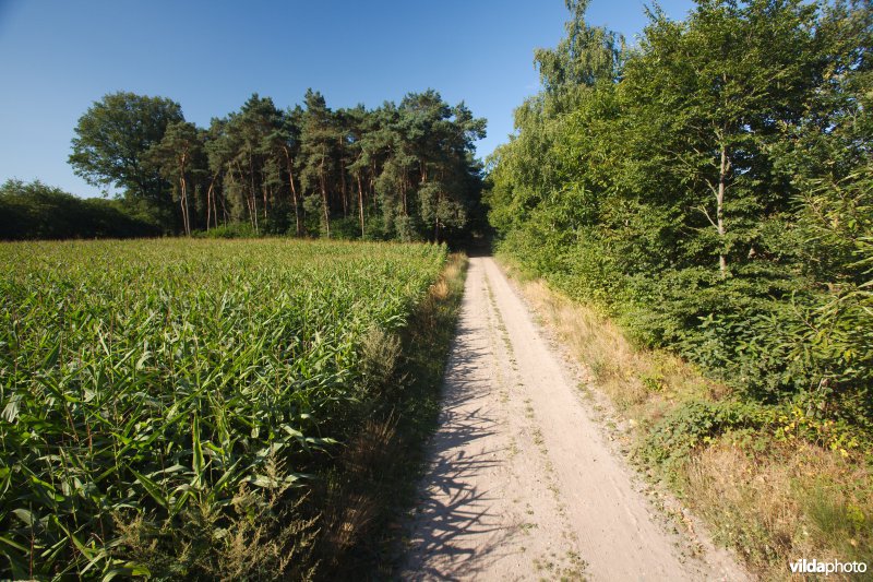 Akker in de kempen