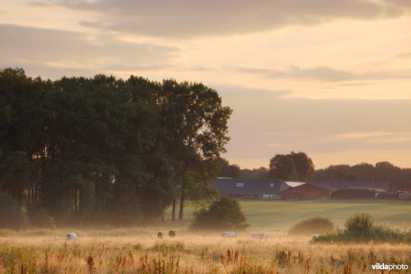 Ochtendnevel boven een vochtig grasland