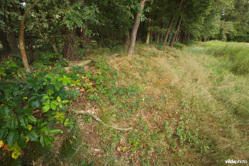 Opgehoogde houtwal in een mozaïeklandschap