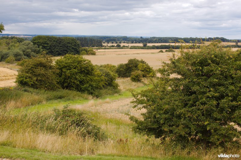 Gevarieerd landbouwlandschap