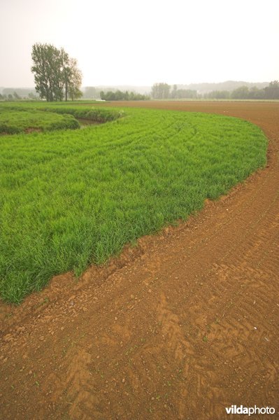Akkerrandbeheer langs de Dijle