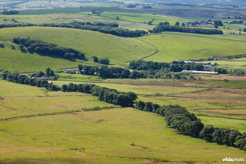 Houtkanten in de heuvels van het Peak District