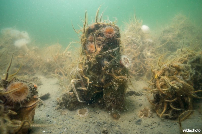 Brokkelsterren en anemonen in de Oosterschelde