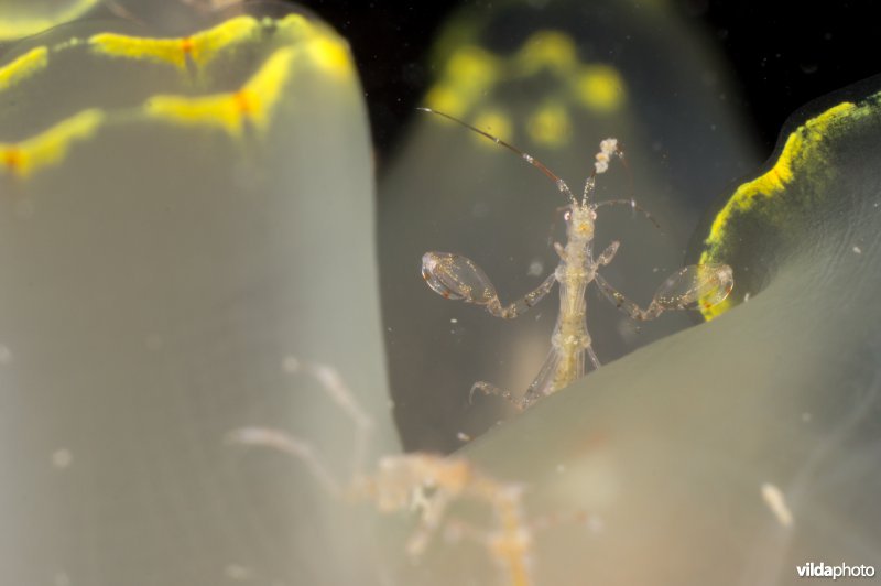 Spookkreeftje op doorschijnende zakpijp