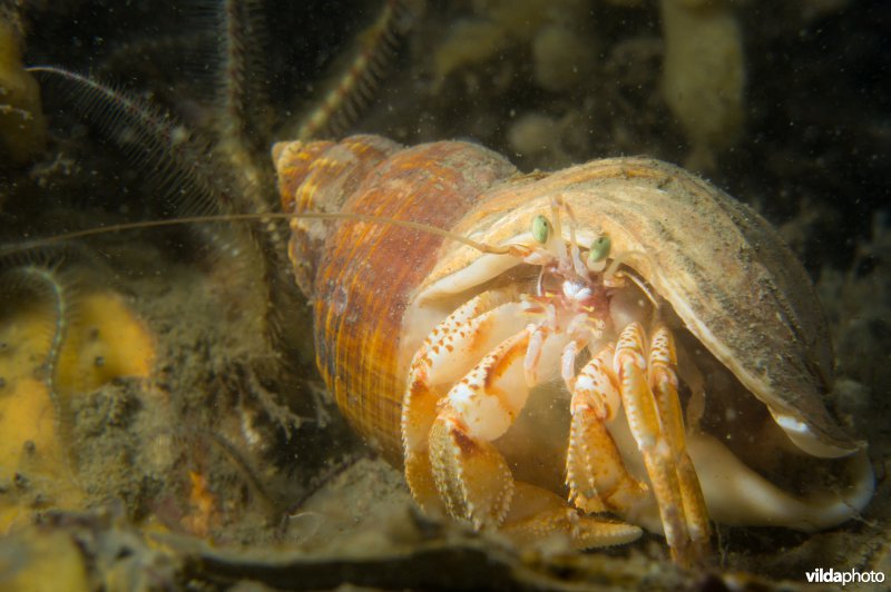 Gewone heremietkreeft in wulk