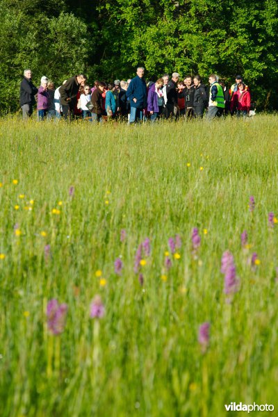 Wandelaars bezoeken een orchideëngrasland