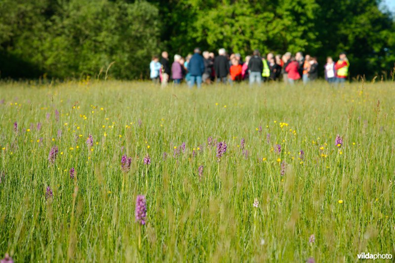 Wandelaars bezoeken een orchideëngrasland