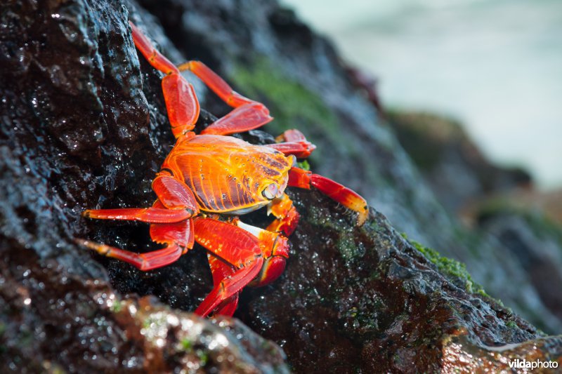 Rode rotskrab