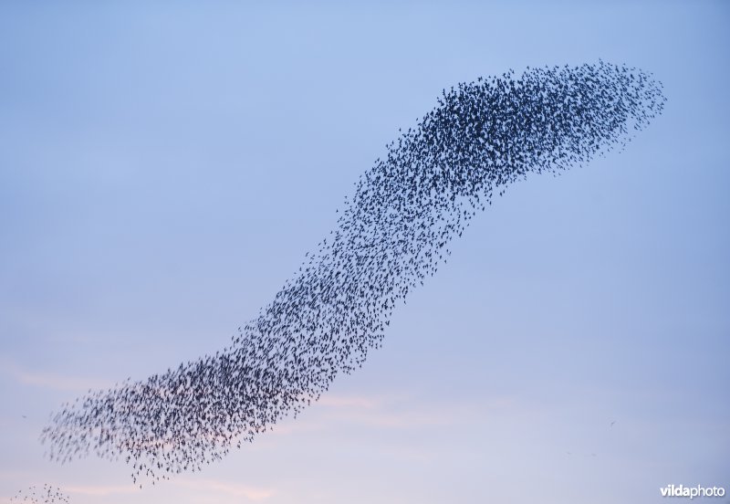 Een grote vlucht spreeuwen