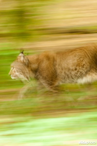 Impressie van rennende lynx