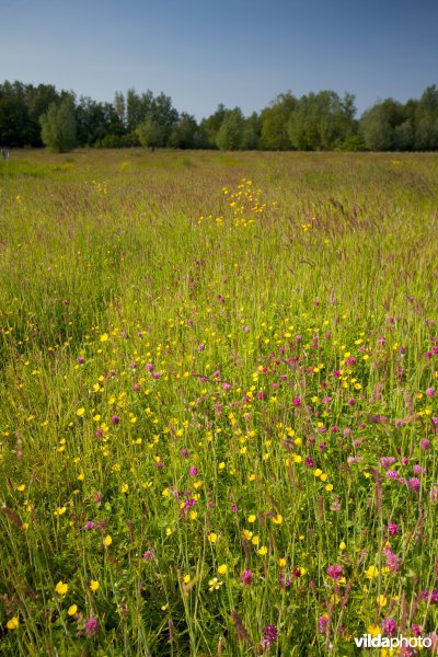 Bloemrijk grasland