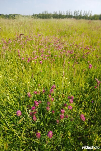 Bloemrijk grasland