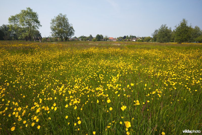 Bloemrijk grasland