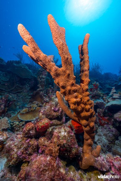 Koraalrif met grote spons