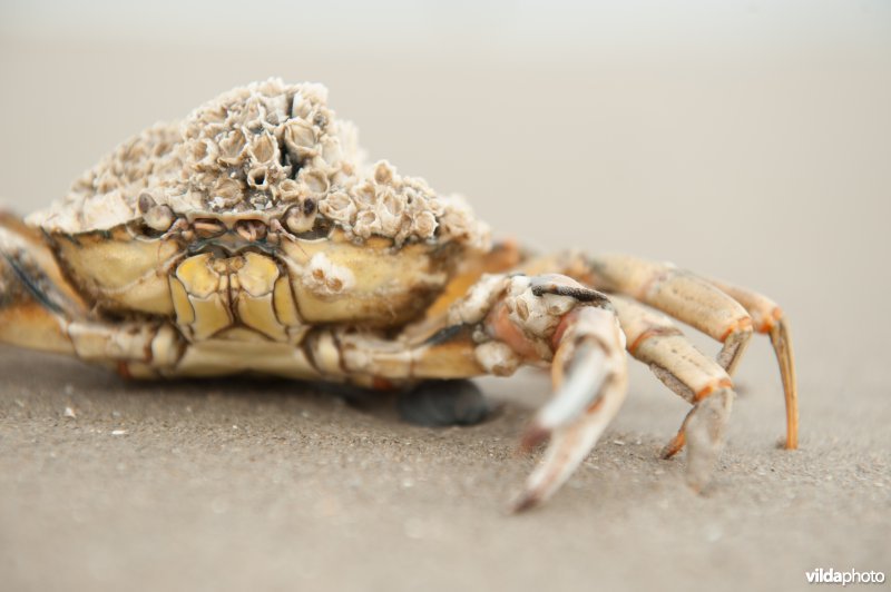 Strandkrab met zeepokken