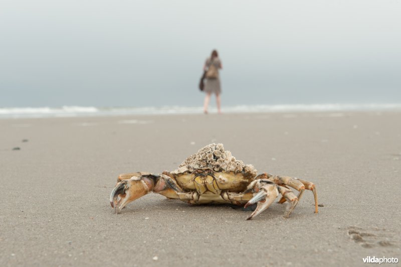 Strandkrab en strandwandelaar