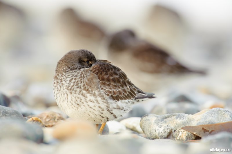 Paarse strandloper