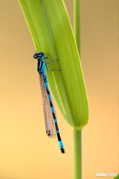 Vogelwaterjuffer