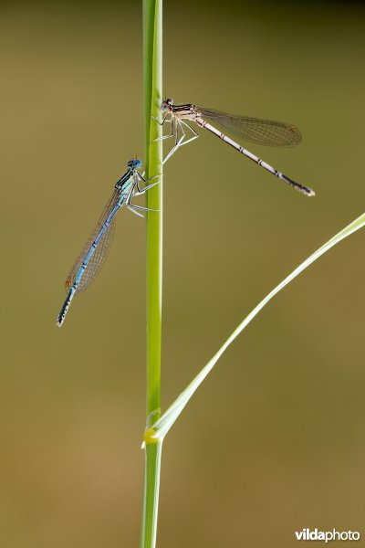 Blauwe breedscheenjuffer