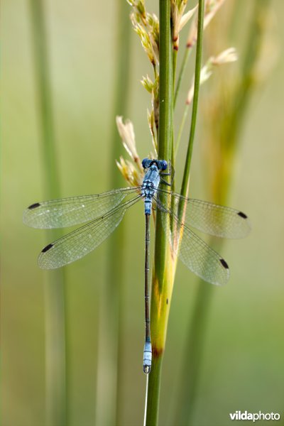 Grote pantserjuffer