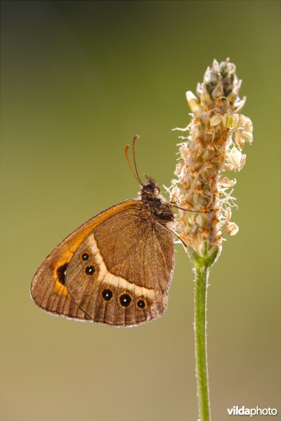 Spaans oranje zandoogje
