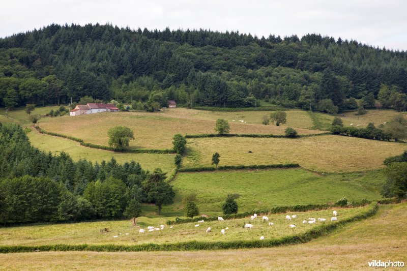 Kleinschalig landbouwlandschap