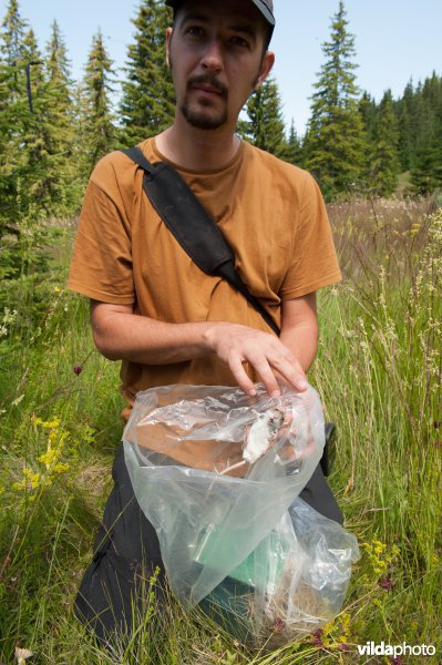 Onderzoeker met grote bosmuis